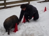 Schwein und eine Person im Schnee