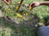 Blumen gelegt auf der Wiese