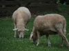 2 Schafe auf der Wiese