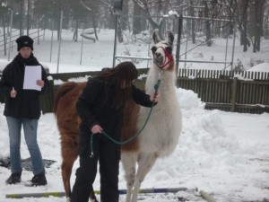Kind führt Lama in winterlicher Landschaft durch den  Parcour