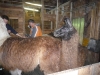 Zwei Lamas im Stall