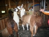 3 Lamas im Stall